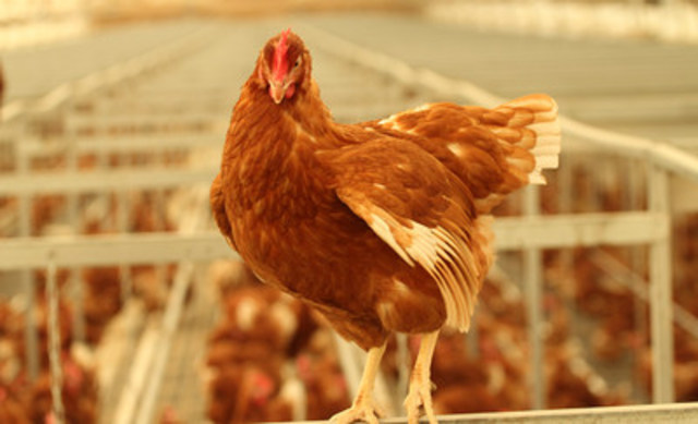World Animal Protection applauds Tim Hortons' commitment to use only  cage-free eggs in Canada by 2025