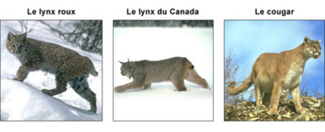 cougar rencontre qc